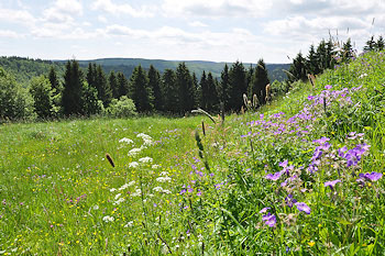 Panoramablick über Wiesen und Berge